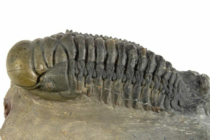 Multi-Toned Crotalocephalina Trilobite - Atchana, Morocco #323586